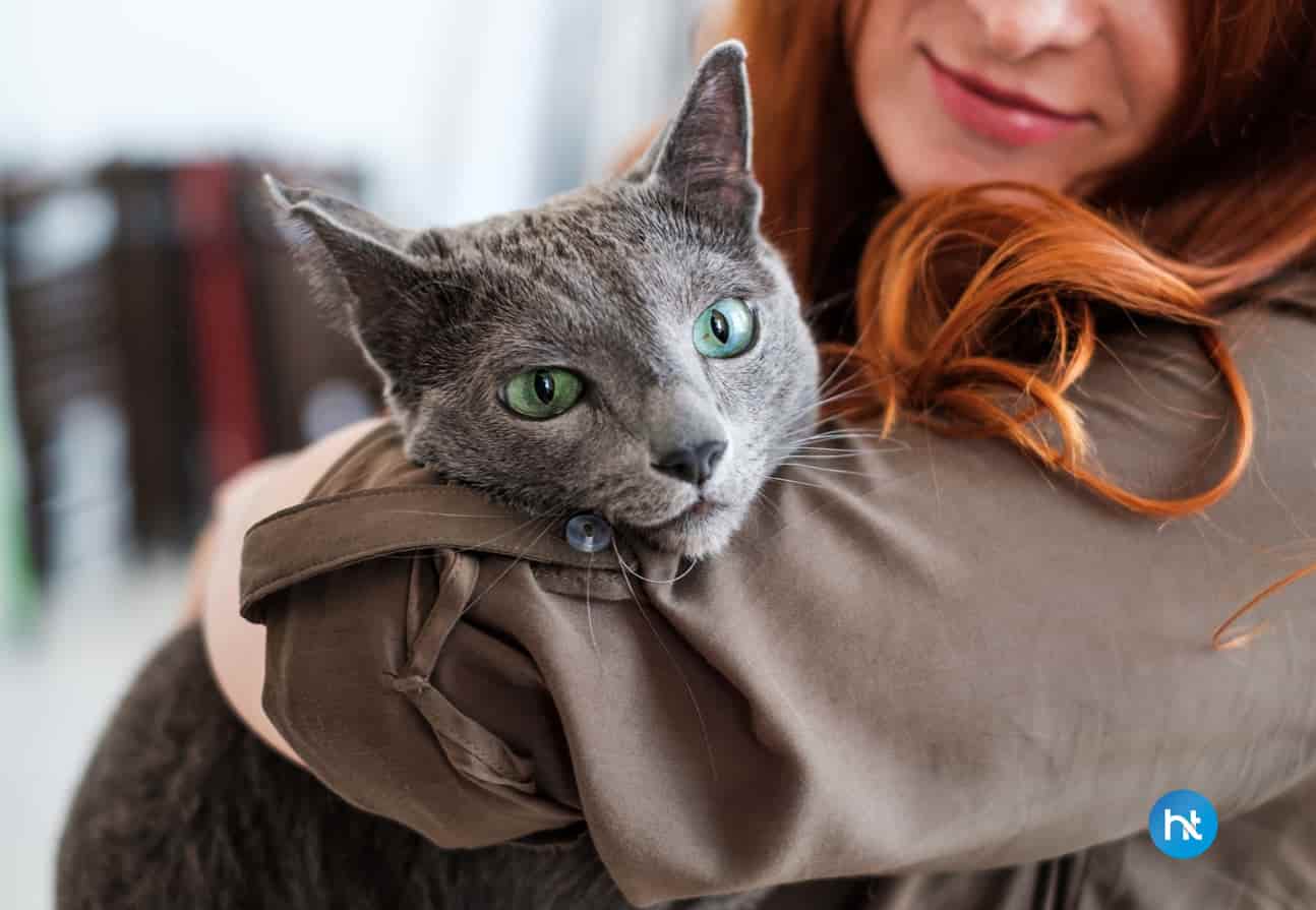 tips cara mengatasi kucing diare
