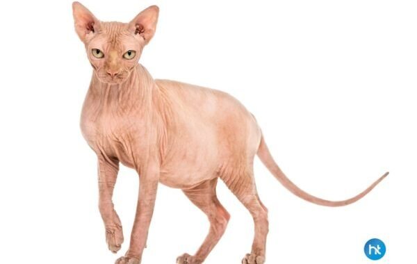 3 Tips Khusus Merawat Ras Kucing Sphynx Supaya Sehat