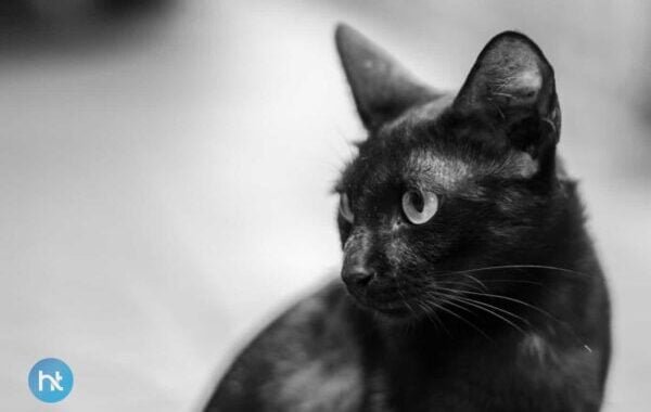 Seram Ini loh, 8 Mitos Kucing Hitam Di Berbagai Negara