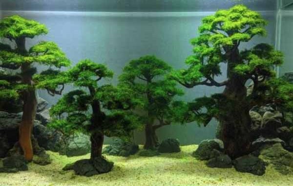 5 Jenis Tanaman Aquascape Yang Tumbuh Tanpa Co2