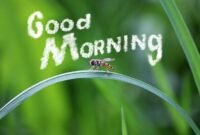 6 Inspirasi Ucapan Selamat Pagi Romantis untuk yang Tercinta