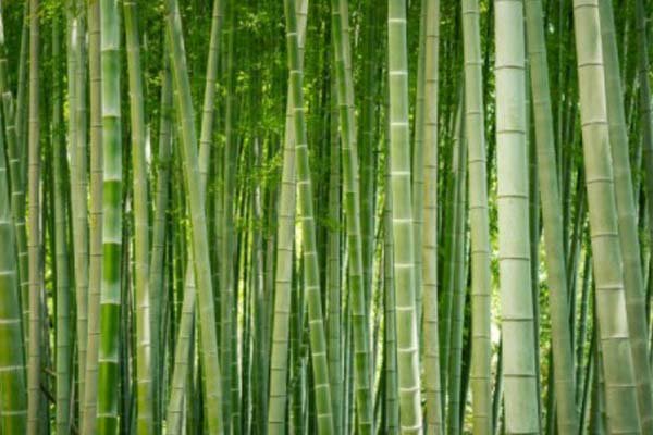 Hantu Seram Suka Tinggal di 7 Pohon ini, Ingat Daftarnya! 3 pohon bambu