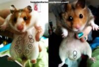 8 Cara Membedakan Hamster Jantan Dan Hamster Betina