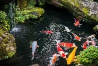 4 Cara Membedakan Ikan Koi Jantan Dan Betina Terbukti