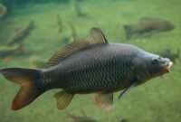 Mengenal Ikan Hampala/ Hampal Beserta Harganya