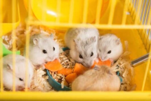 8 Cara Membedakan Hamster Jantan Dan Hamster Betina