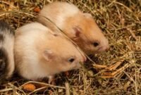 Mengenal Hamster Syrian Yang Lucu Dan Imut