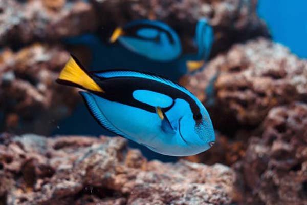 Ikan Blue Tang