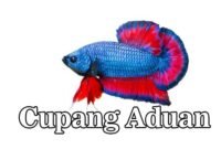 6 Cara Melatih Ikan Cupang Aduan Supaya Tampil Hebat