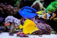 8 Ikan Hias Air Laut Yang Mudah Dipelihara