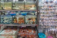 7 Ikan Hias Air Tawar Terpopuler Dan Banyak Peminat