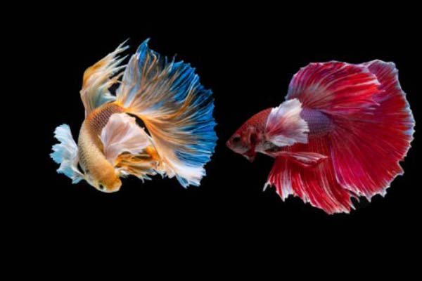 Ikan Hias Air Tawar cupang