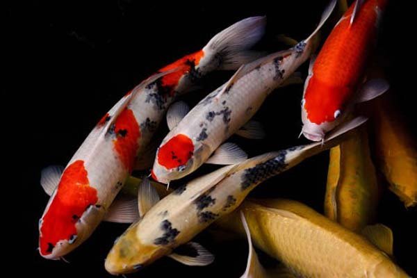 Ikan Hias Air Tawar koi