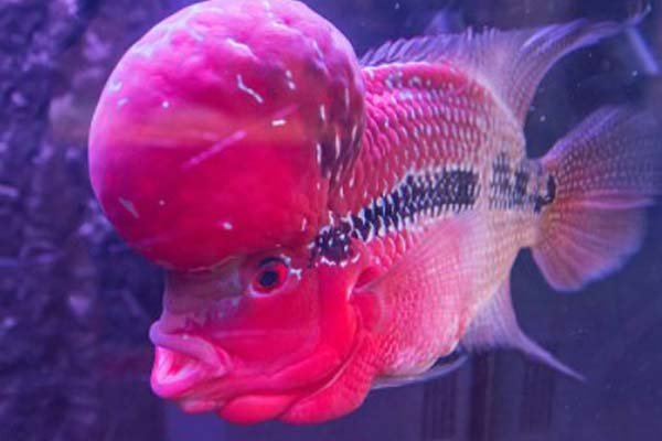 Ikan Hias Air Tawar louhan