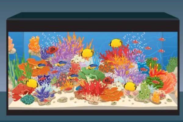 Ikan hias air laut yang mudah dipelihara