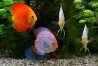 6 Jenis Ikan Discus Dan Kisaran Harganya