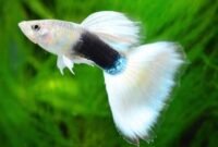 10 Jenis Ikan Guppy Termahal Yang Banyak Dicari Penghobi