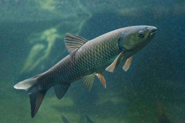 Mengenal Ikan Hampala/ Hampal Beserta Harganya 4 Jenis Ikan Hampala