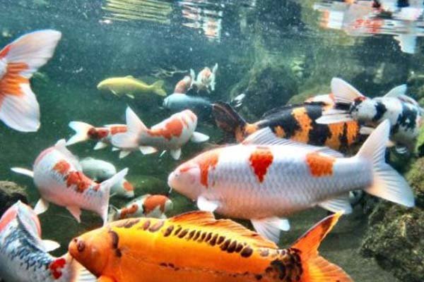Jenis Ikan Koi