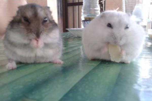 Mengenal Hamster Winter White Lebih Dekat 4 Jenis Winter White