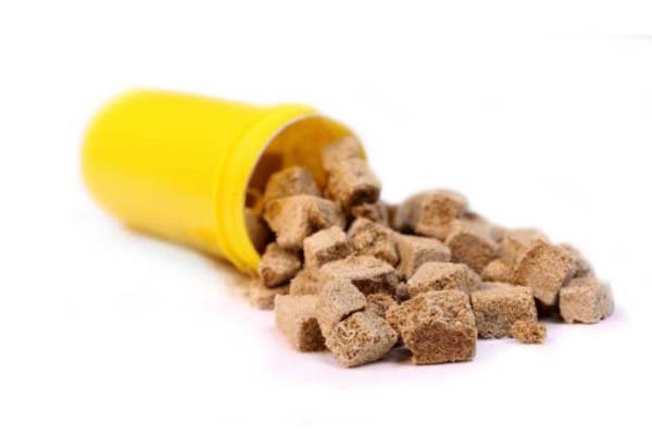 Makanan Ikan Cupang Yang Baik