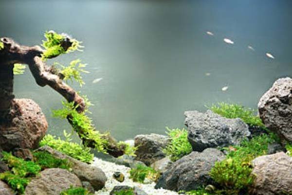 Membuat Aquascape Sederhana