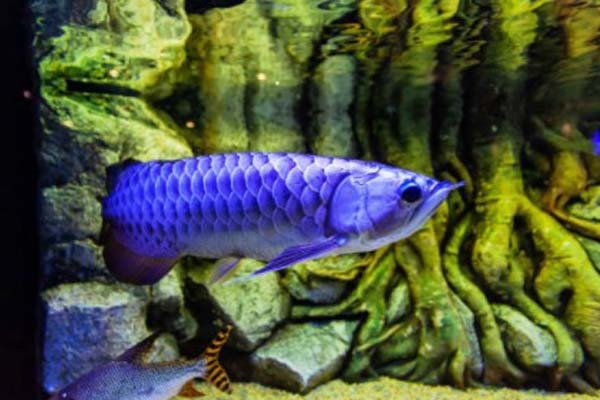 Memelihara Di Akuarium