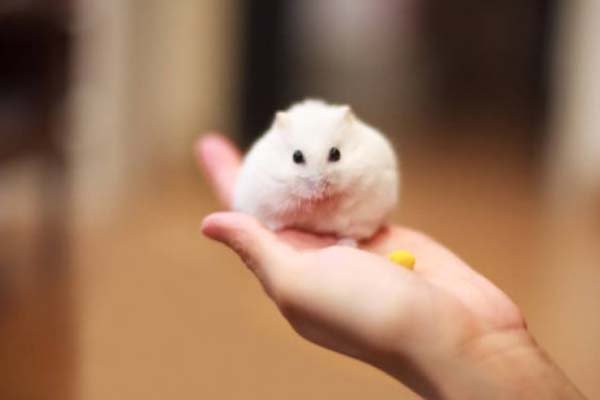 Mengenal Hamster Winter White Lebih Dekat 3 Sejarah Winter White
