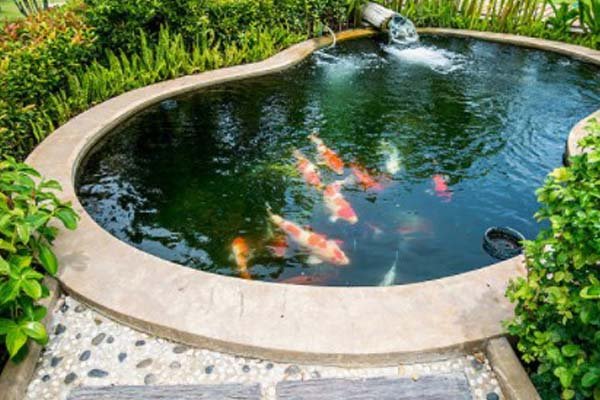 Tips Memelihara Ikan Koi