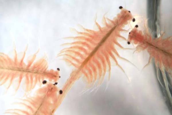 artemia