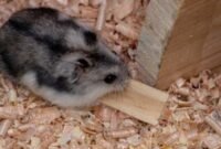 8 Jenis Hamster Campbell Yang Perlu Pet Lovers Ketahui