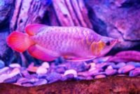 Mari Mengenal Ikan Arwana Beserta Asal Muasalnya