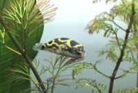 Fakta Ikan Buntal Air Tawar Lucu Mempunyai Gigi Tajam