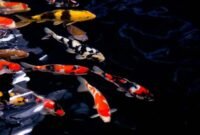 3 Fakta Ikan Koi dan Perawatannya Yang Wajib Pemula Ketahui