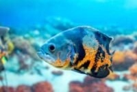 Mari Mengenal Ikan Oscar Yang Buas Mempunyai Motip Cantik