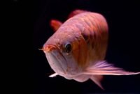 4 Jenis Ikan Arwana Yang Banyak Dipelihara Oleh Penghobi