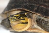 Mengenal Kura Kura Ambon Omnivora Ramah dari Sulawesi