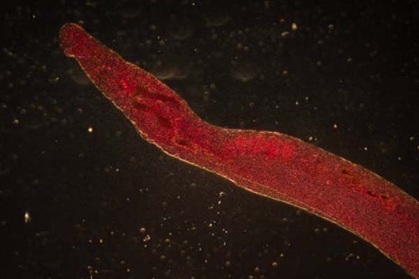 makanan ikan cupang cacing darah