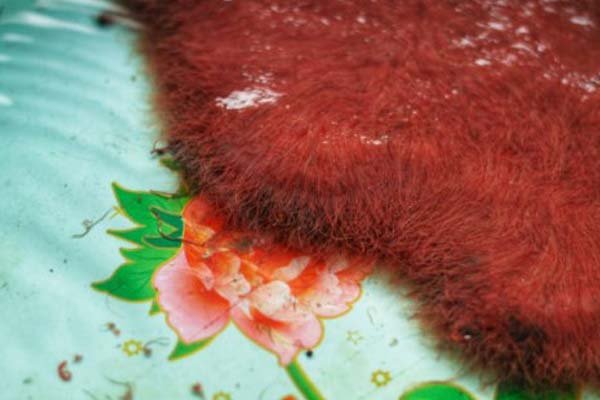 makanan ikan cupang cacing sutra