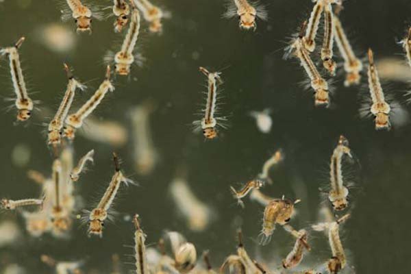 makanan ikan cupang jentik nyamuk