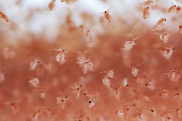 makanan ikan cupang kutu air