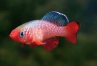 Inilah Jenis Ikan Hias Aquascape Yang Indah Dan Menawan