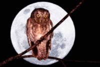 Fakta Tentang Burung Hantu Celepuk Flores Burung endemik