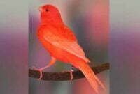 Burung Kenari Red Factor Burung Cantik Simerah Merona