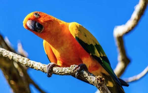 Burung Penjaga Lingkungan Rumah