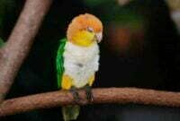 Burung Caiques Parrot dan Cara Perawatannya