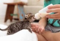 Cara Merawat Bayi Kucing Yang Baik Untuk Pemula