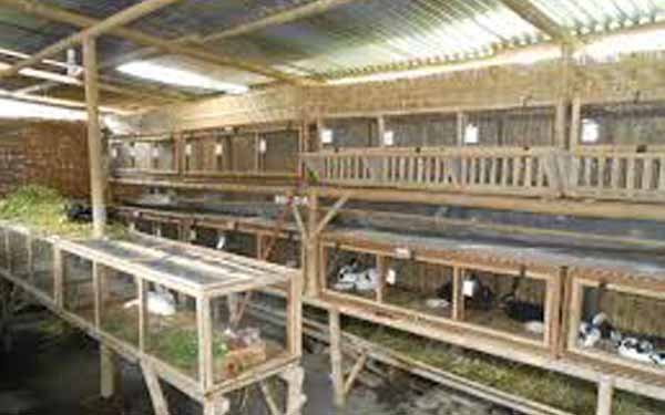 Contoh kandang kelinci di peternakan yang luas