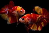 Ikan Cupang Koi Dan Tata Cara Perawatan yang Benar Bagi Pemula