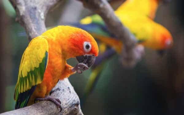 Fakta Burung Sun Conure